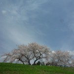 遠野桜